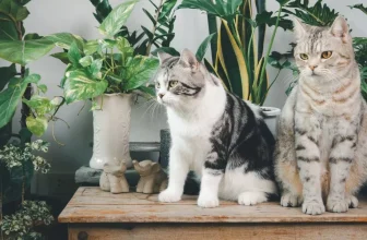 How Can I Create an Enriching Indoor Environment for My Cat?