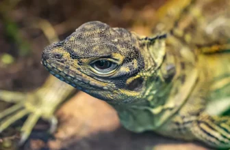 How Can I Create a Safe and Enriching Environment for My Small Reptile or Amphibian Pet?