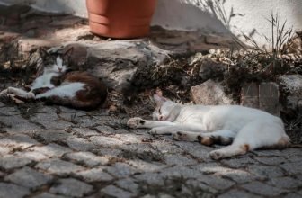 common cat behavior problems