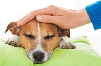 What Are the Common Health Issues That Affect Dogs, and How Can I Prevent Them?