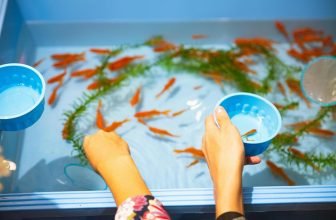 maintaining aquarium water quality