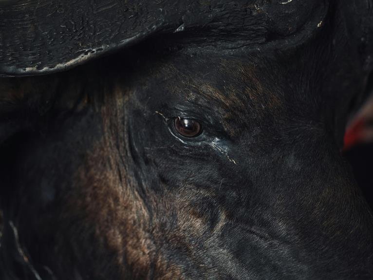 recognizing signs of separation anxiety