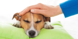 What Are the Common Health Issues That Affect Dogs, and How Can I Prevent Them?